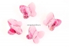 Swarovski, margele fluture, light rose, 6mm - x2
