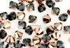 Swarovski, margele bicone, rose gold, 4mm - x20