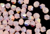 Swarovski, margele bicone, rose water opal AB, 4mm - x20
