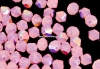 Preciosa, margele bicone, rose opal AB, 4mm - x40