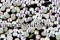Swarovski rhinestone, aurore boreale, ss7, 2.15mm - x20