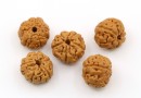 Margele rudraksha, naturale, rotund, 11-12mm - x30